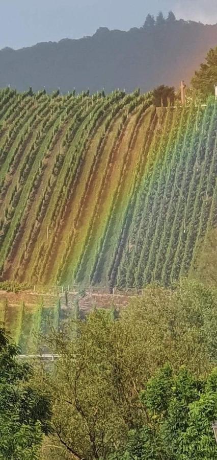 Haus Marientaler Au Gbr Zell an der Mosel Exterior foto